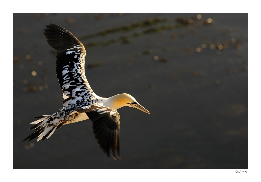 #o7 - Jungflieger