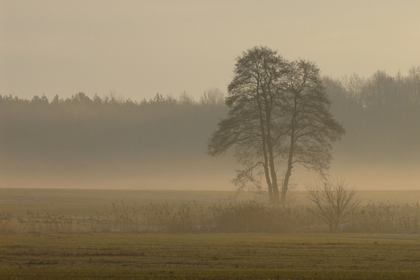 Oberlausitzer Teichlandschaft im Morgennebel.