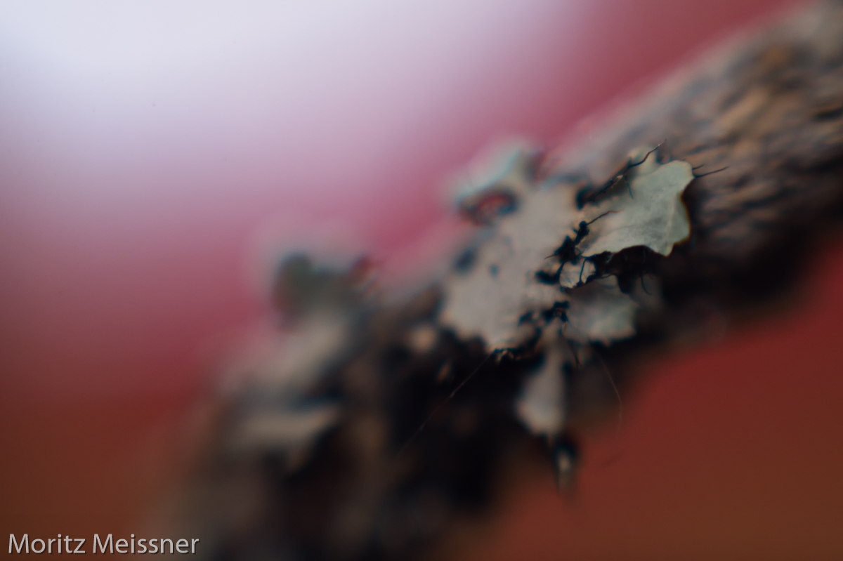 Object