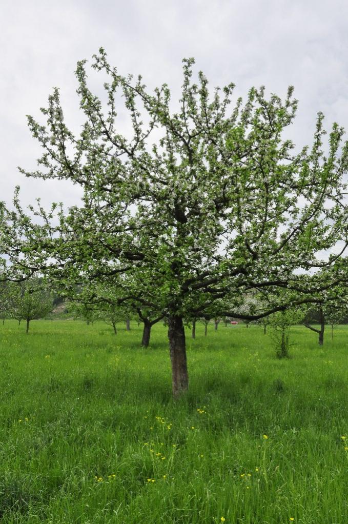 Obstbaum in voller Blüte