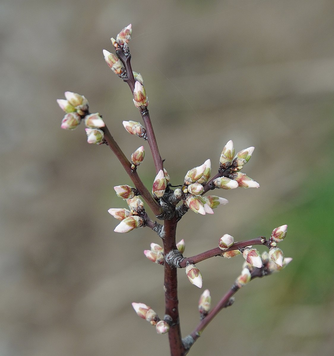 Obstbaum.jpg