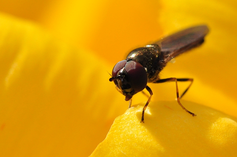 Obstfliege