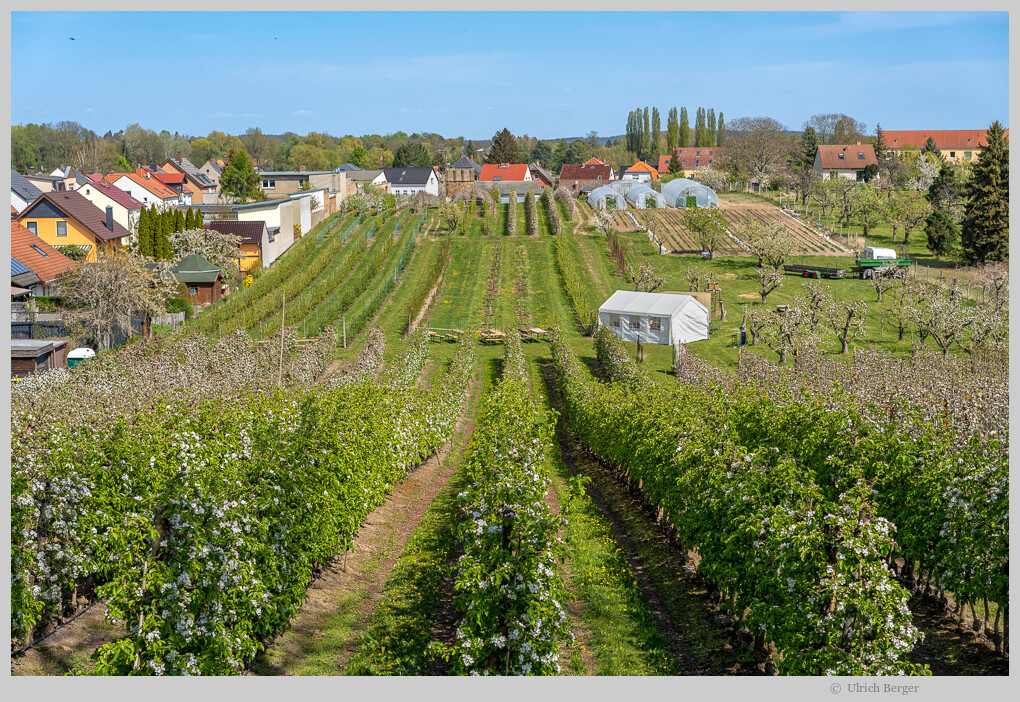 Obstplantage im Havelland