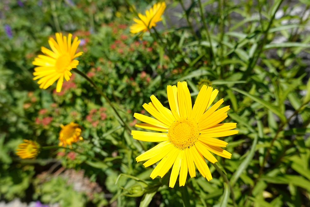 Ochsenauge (Buphthalmum salicifolium)