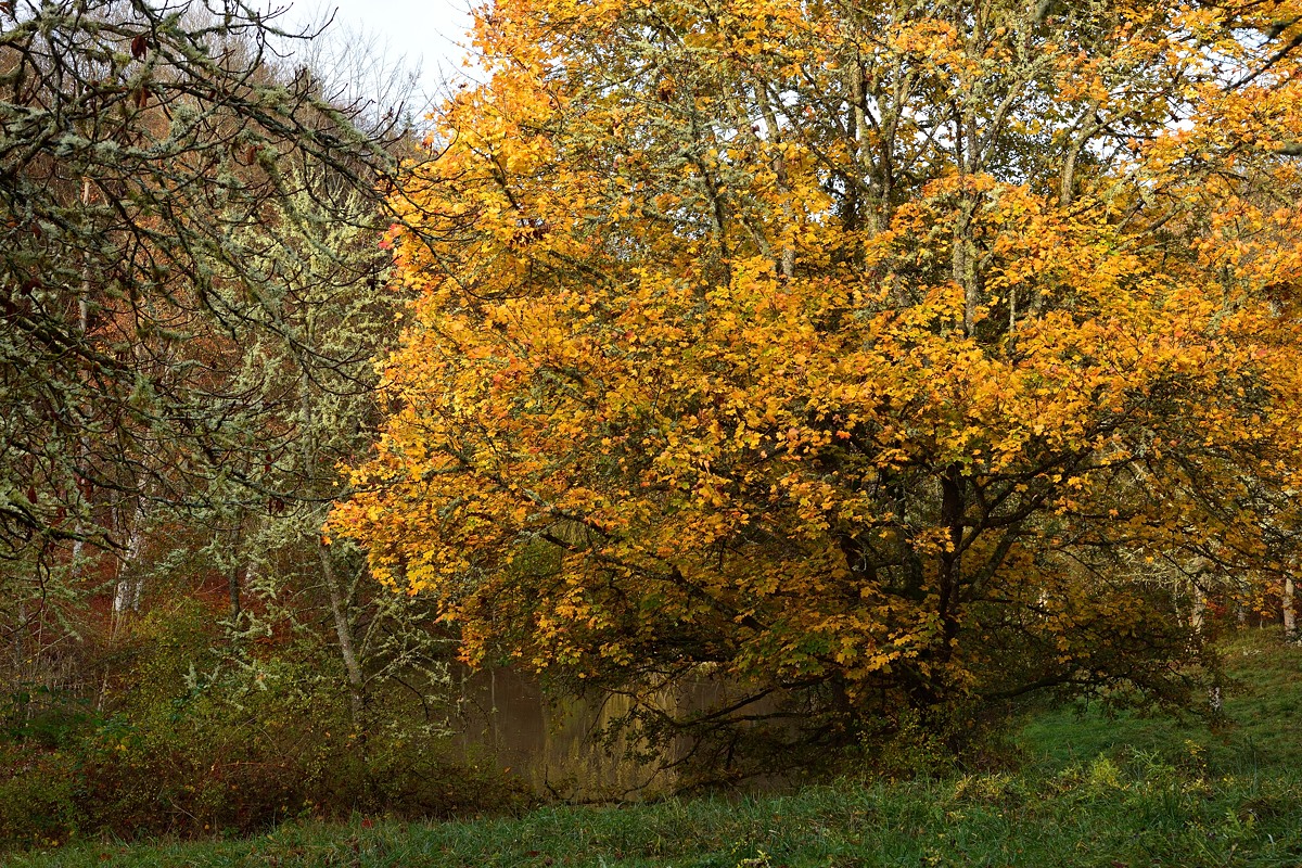 Ochsenweiher- (1).jpg