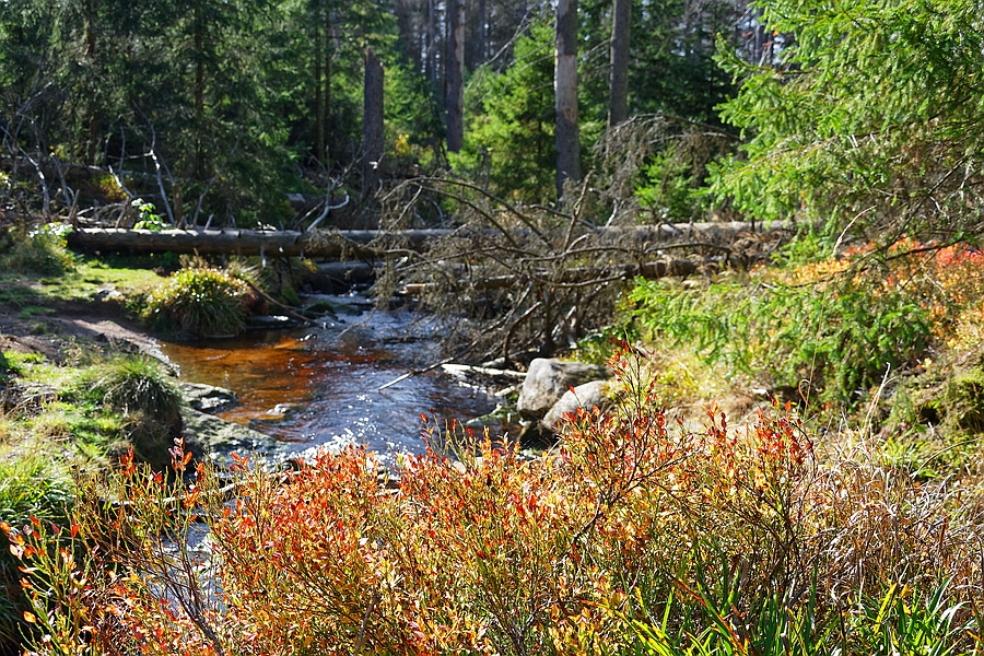 Oderteich