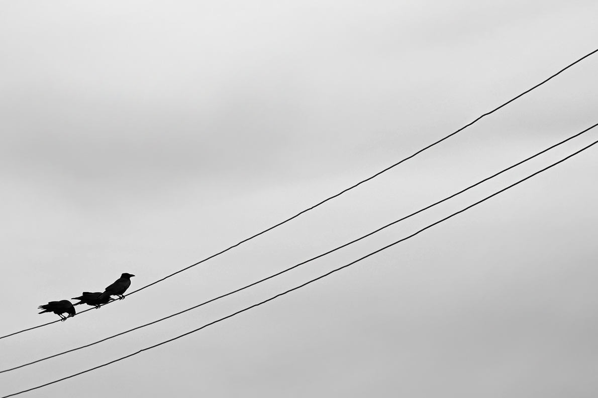 OF-05351sw.jpg