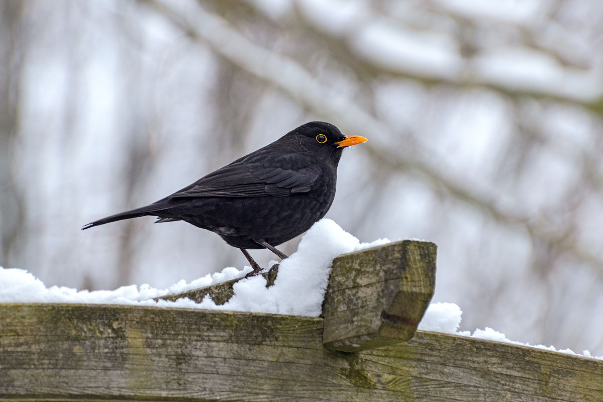 OF-51072c.jpg
