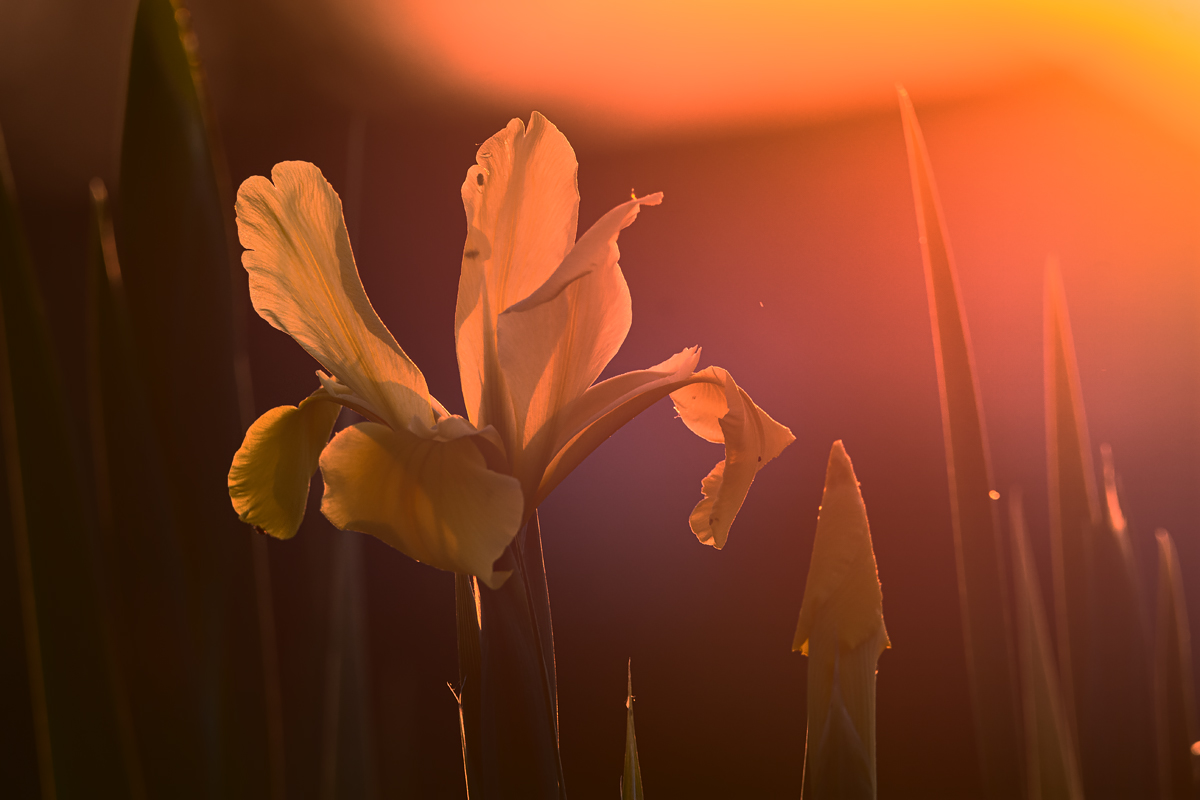 OF2_29148.jpg