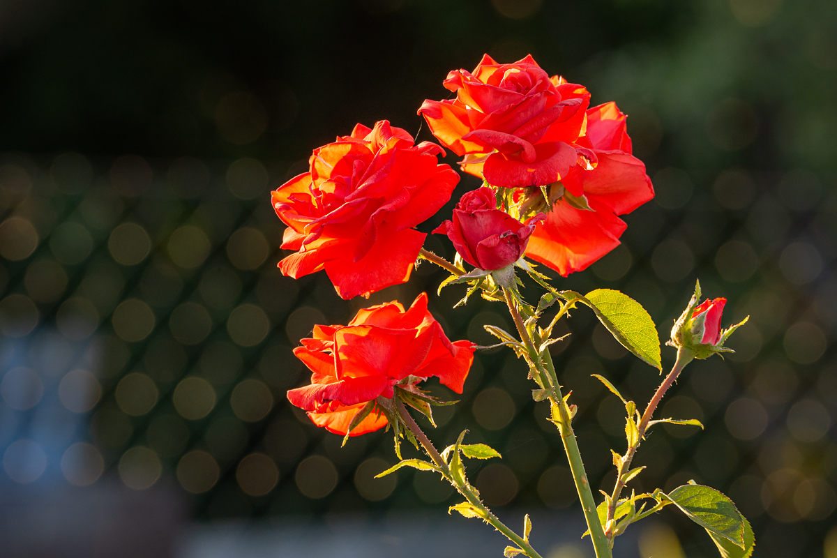 OF2_30220.jpg