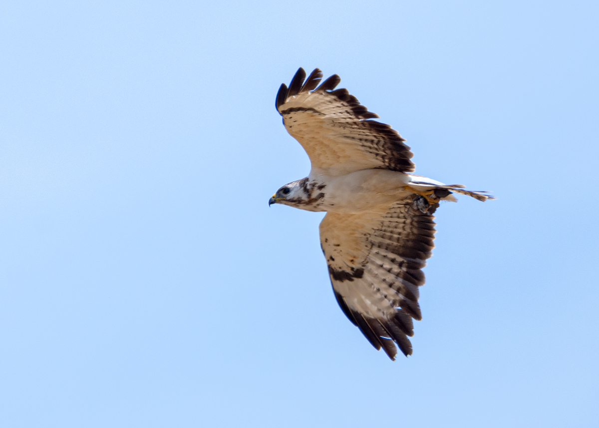 OF2_30649.jpg
