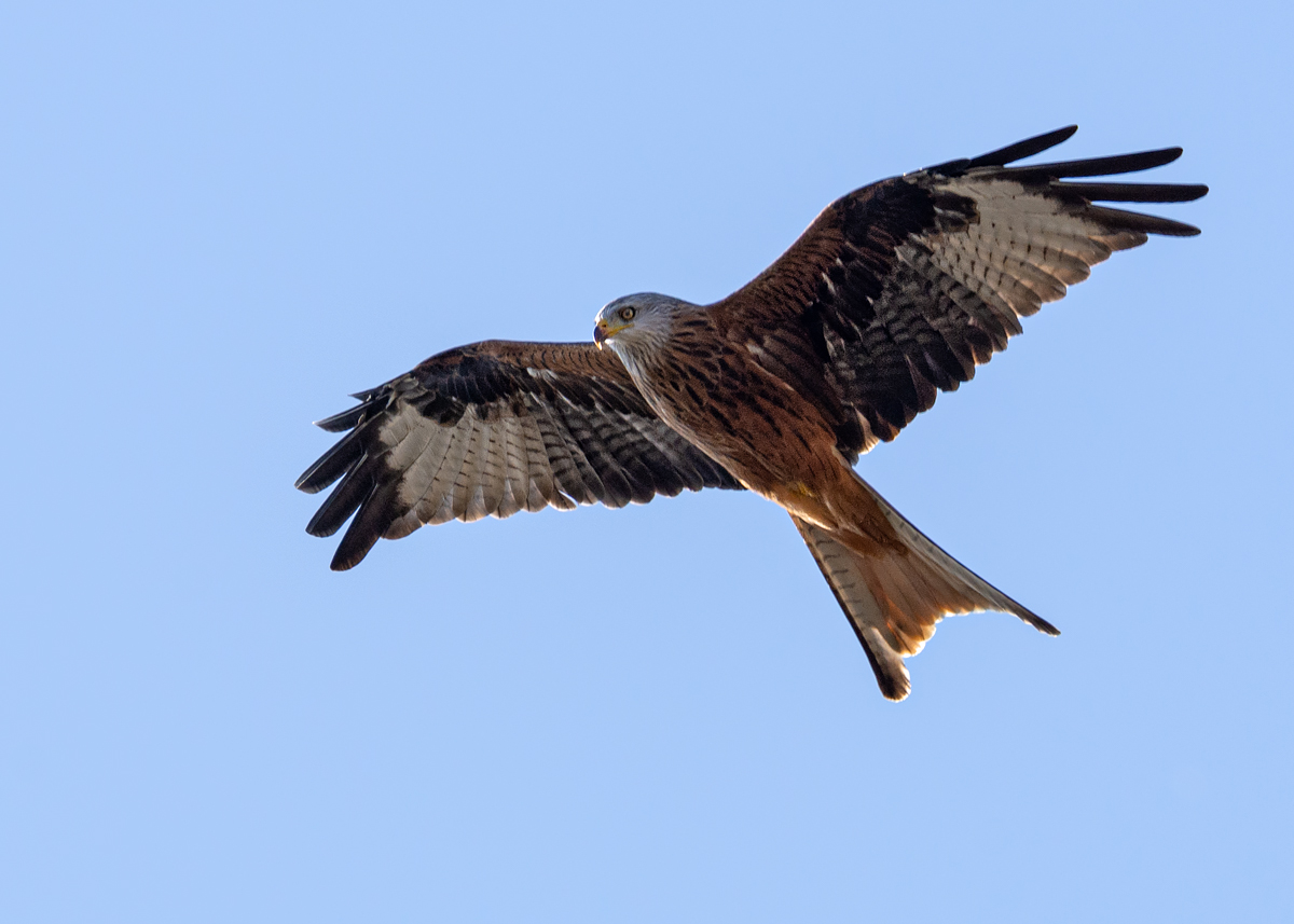 OF2_32973.jpg