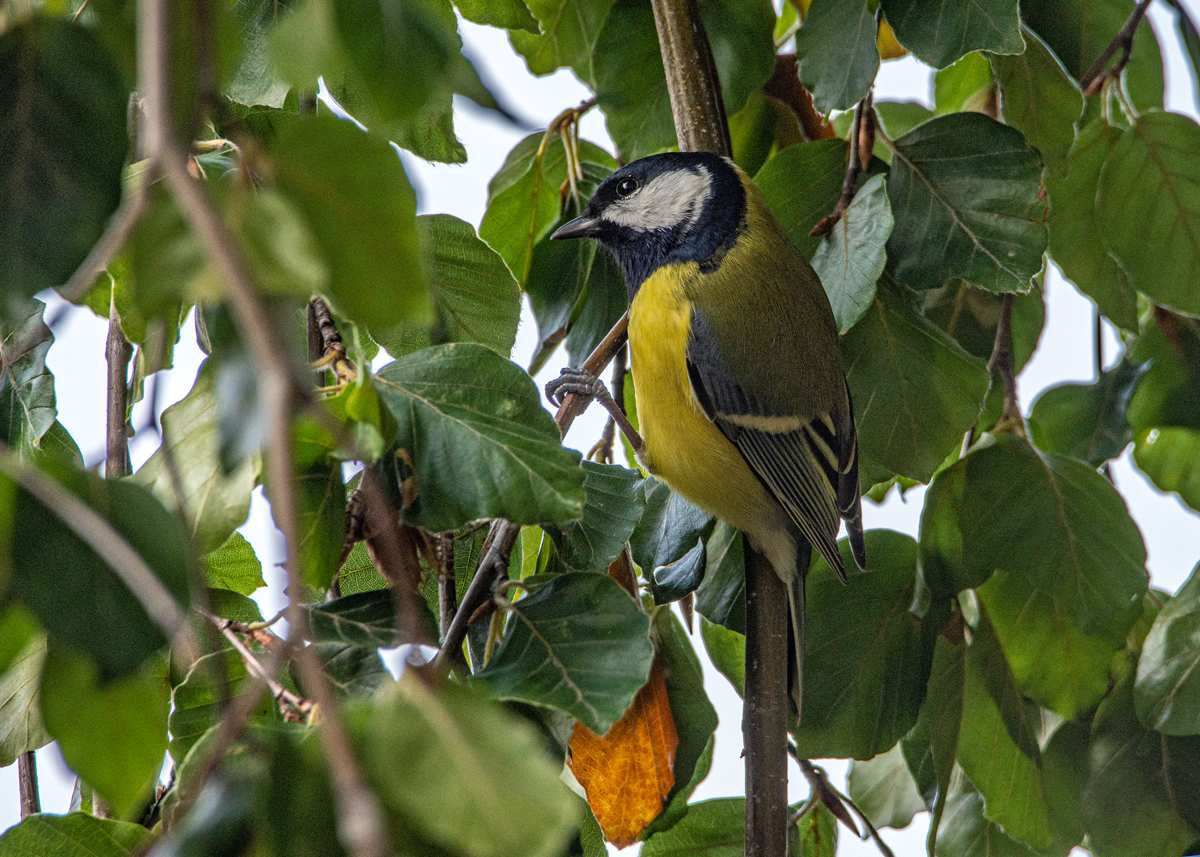 OF2_33457.jpg