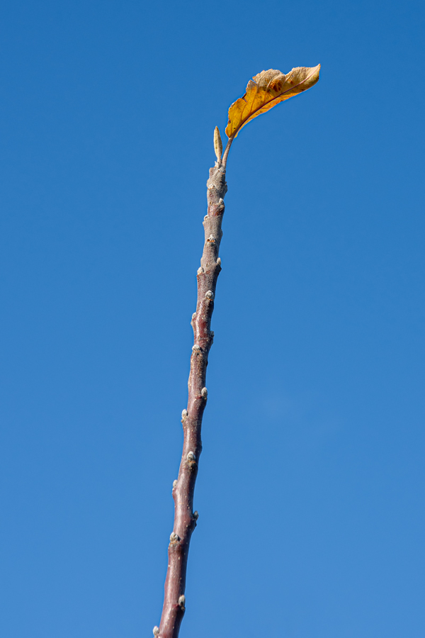 OF2_34613.jpg