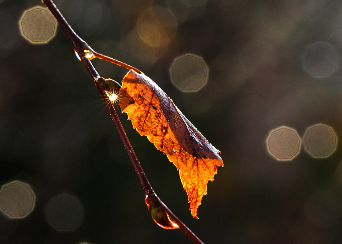 OF2_35370.jpg