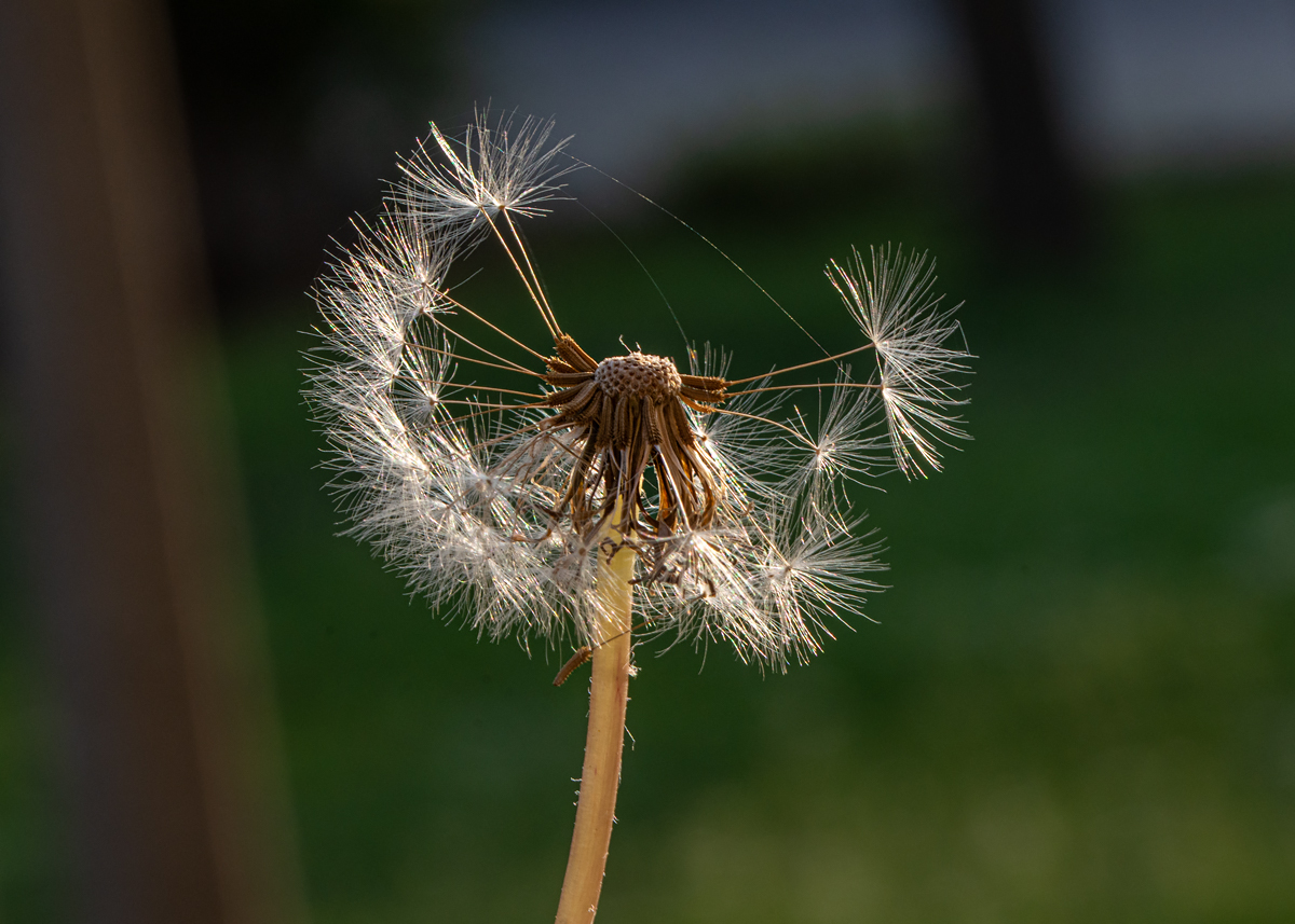 OF2_44010.jpg