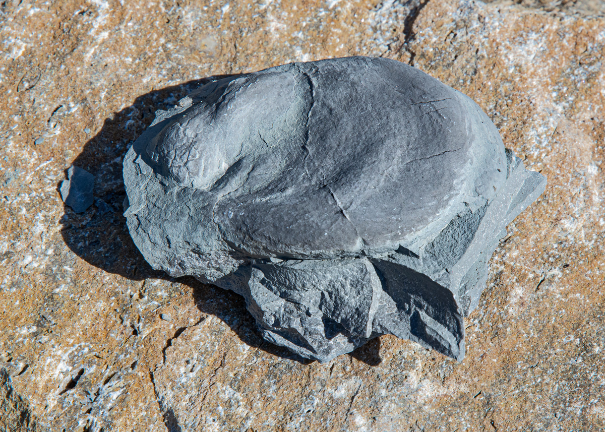OF2_44055.jpg