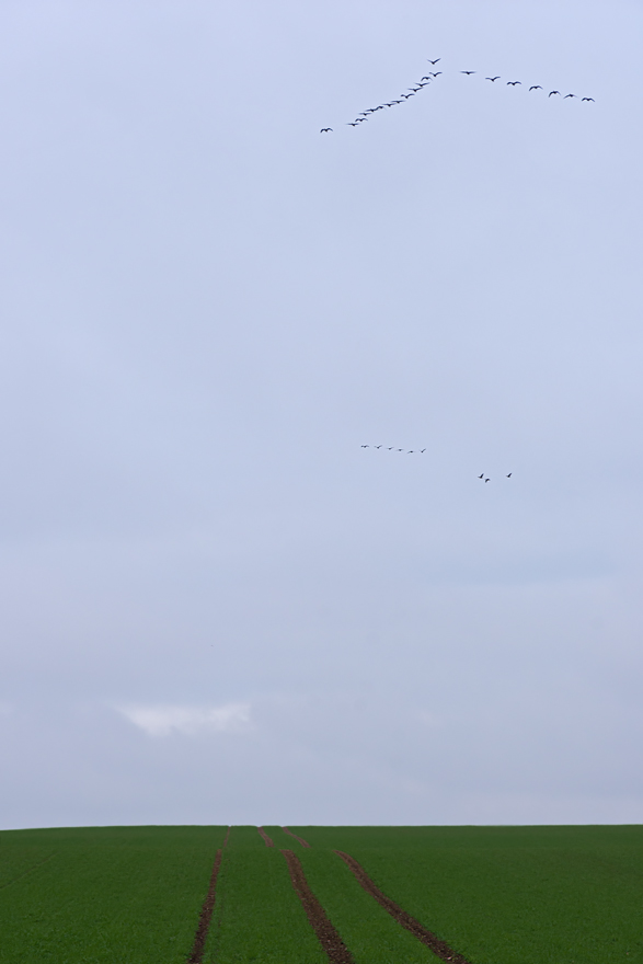 OF2_45480.jpg
