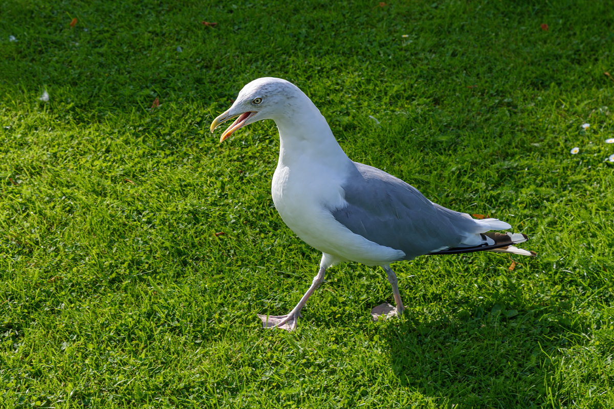 OF2_52712.jpg