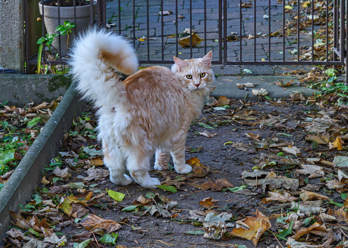 OF2_54341.jpg