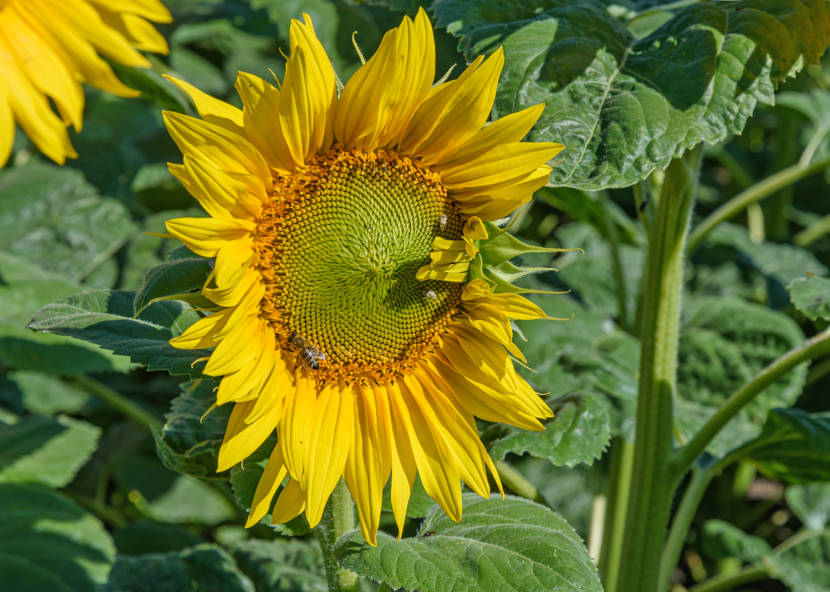 OF2_57056.jpg