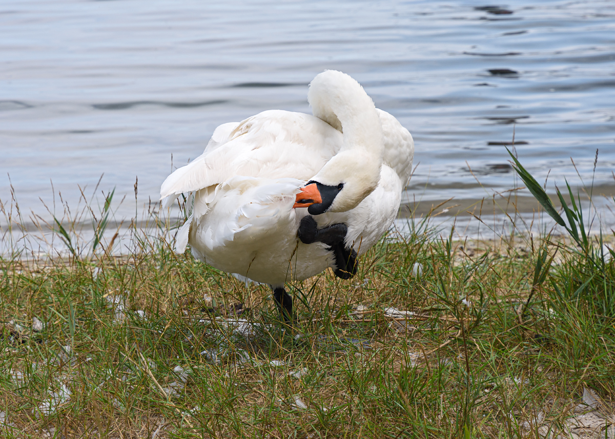 OF2_58180.jpg