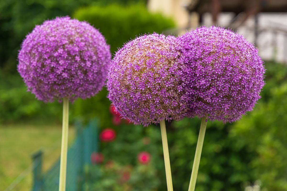 OF2_63530.jpg