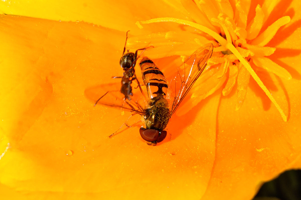 OF2_63585.jpg