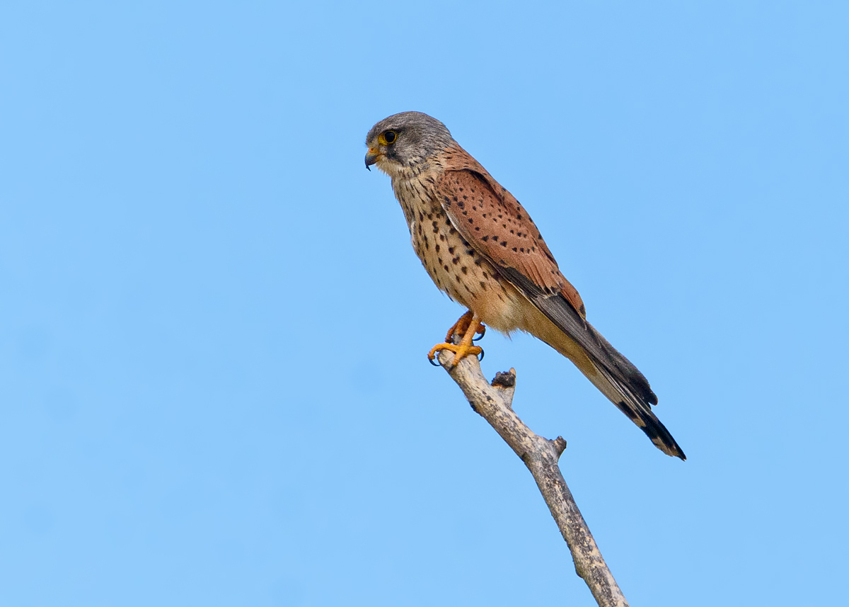 OF2_64035.jpg