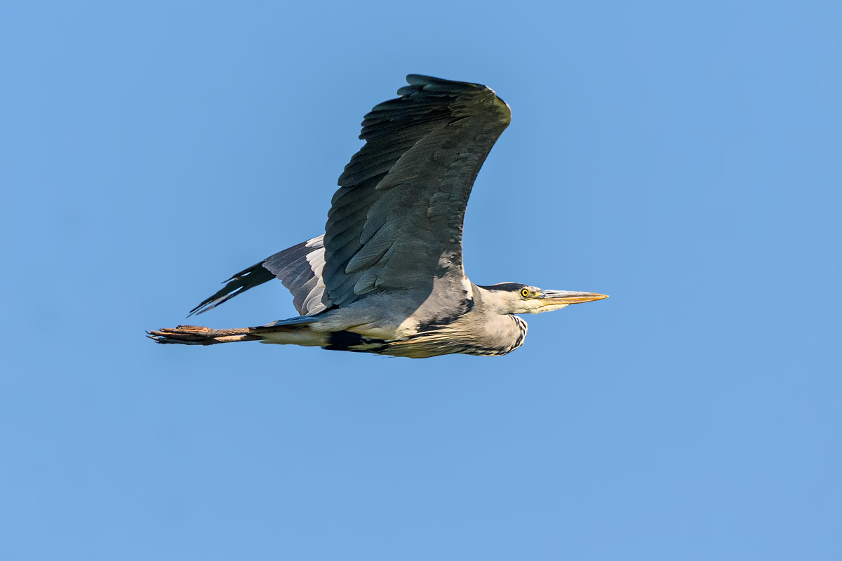 OF2_64267.jpg