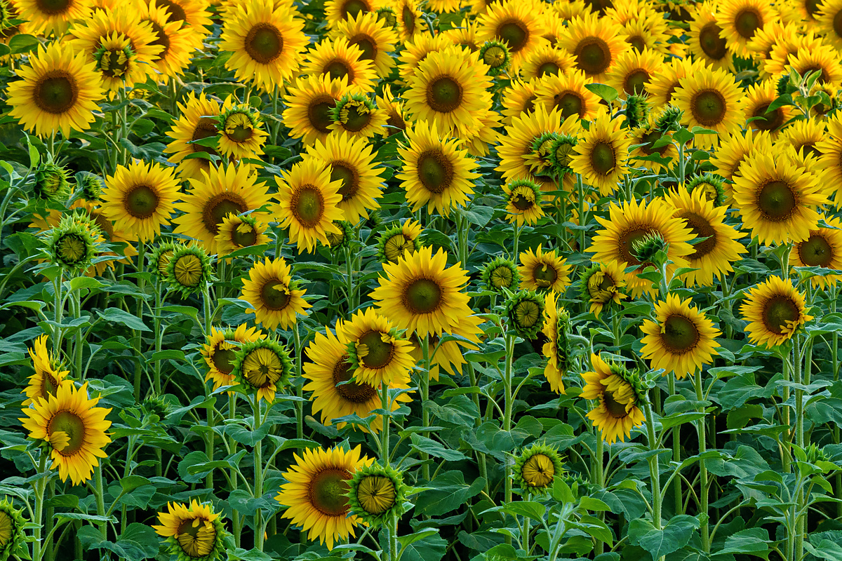 OF2_69160.jpg