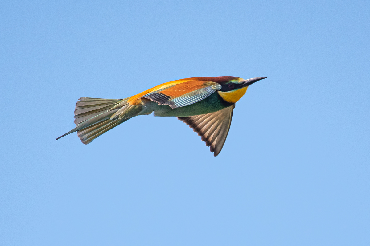 OF5_00810.jpg