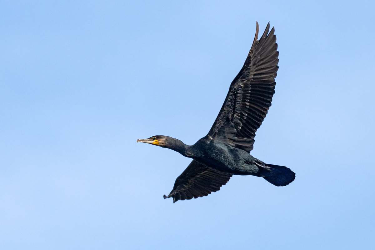 OF5_05436.jpg