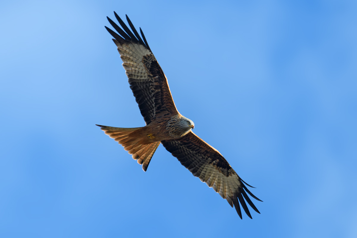 OF5_06627.jpg