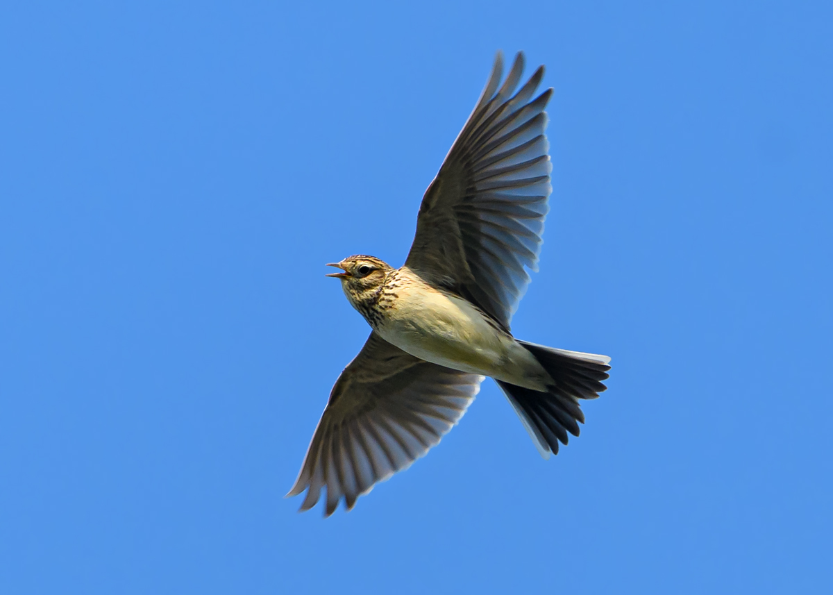 OF5_09917.jpg