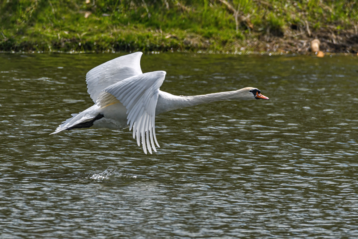 OF5_10091.jpg