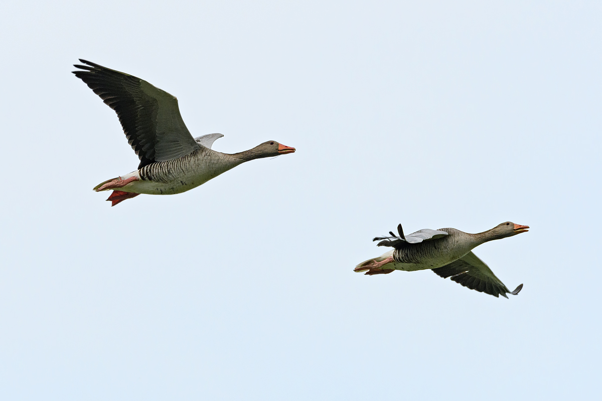 OF5_10817.jpg