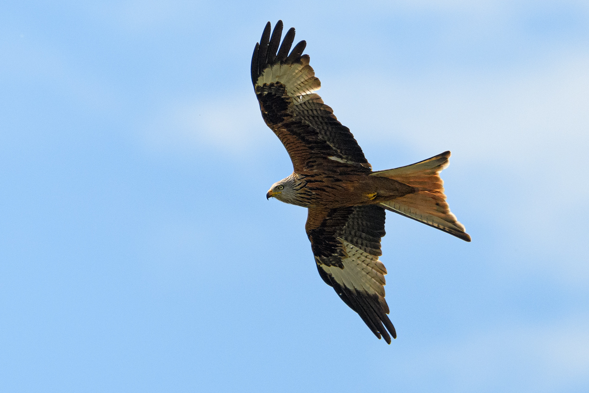 OF5_10951.jpg