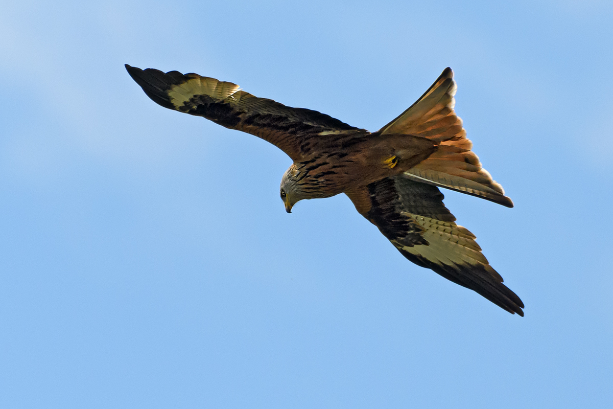 OF5_10953.jpg