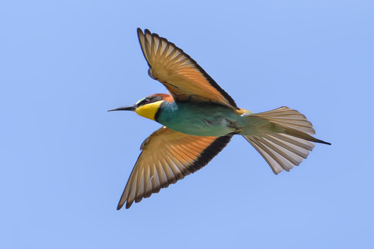 OF5_11379.jpg