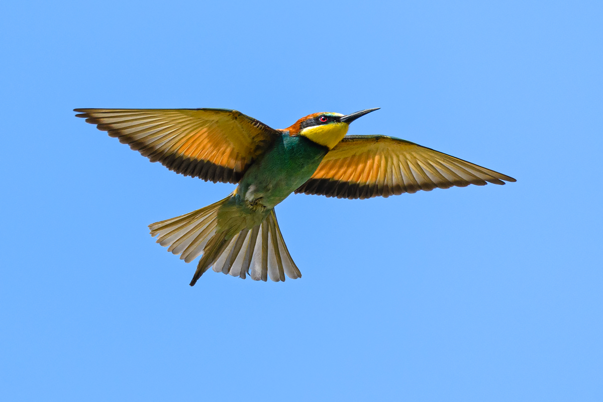OF5_11397.jpg