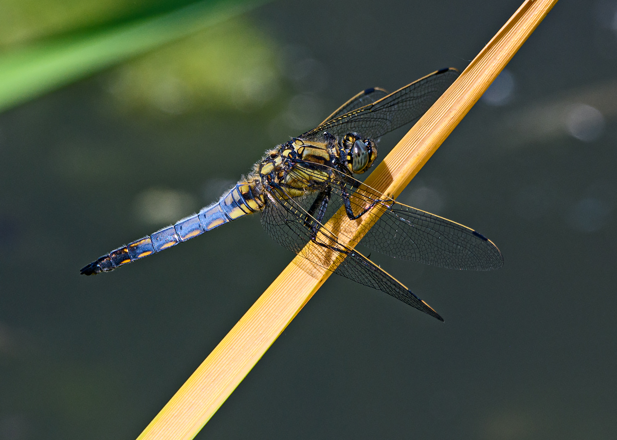 OF5_12393.jpg
