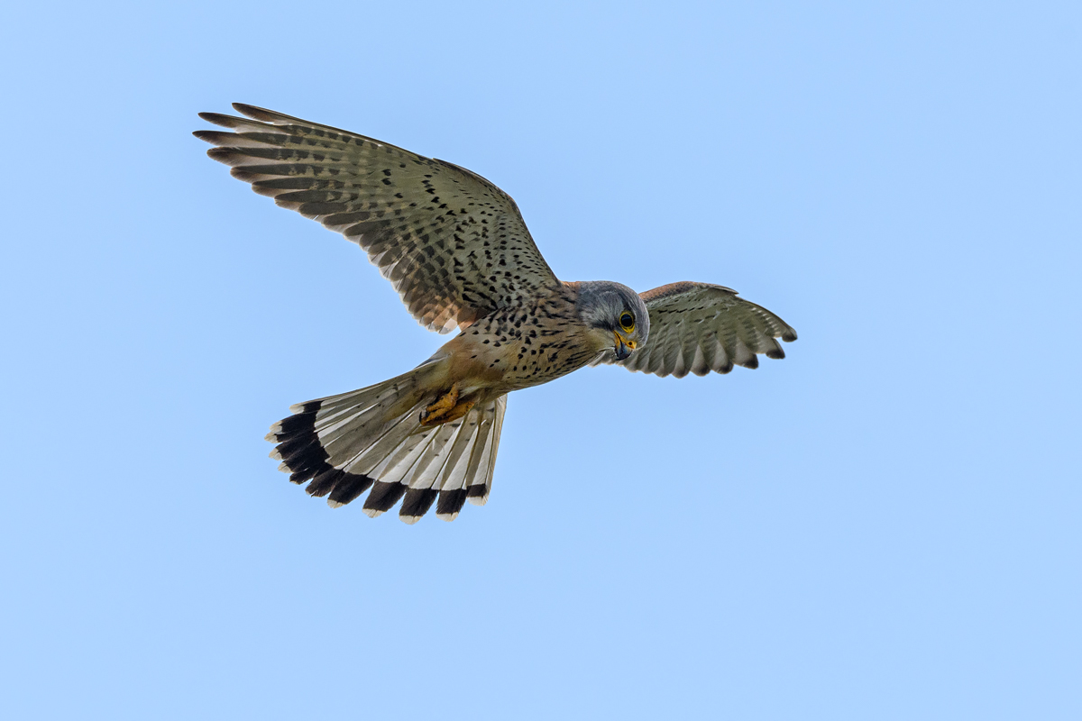 OF5_12939.jpg