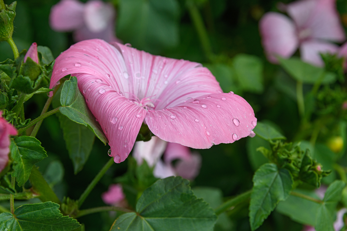 OF5_14705.jpg