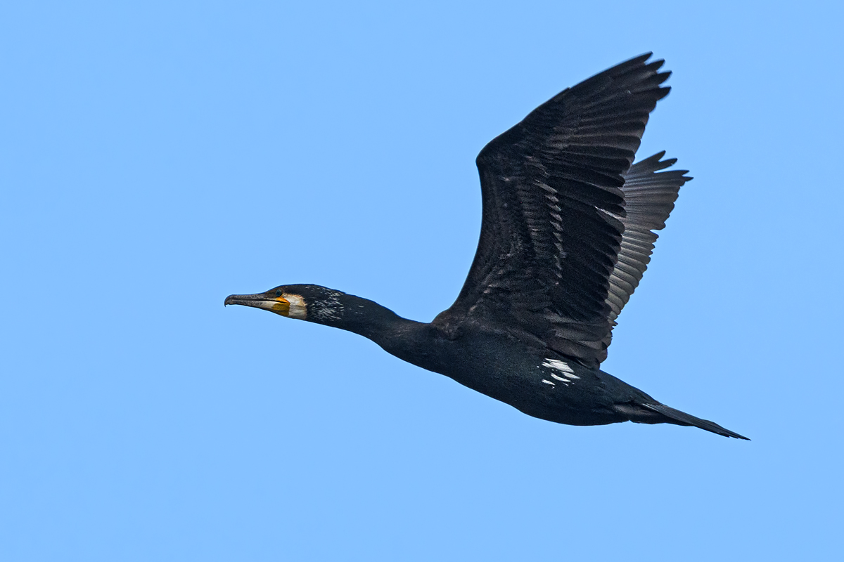 OF5_18529.jpg