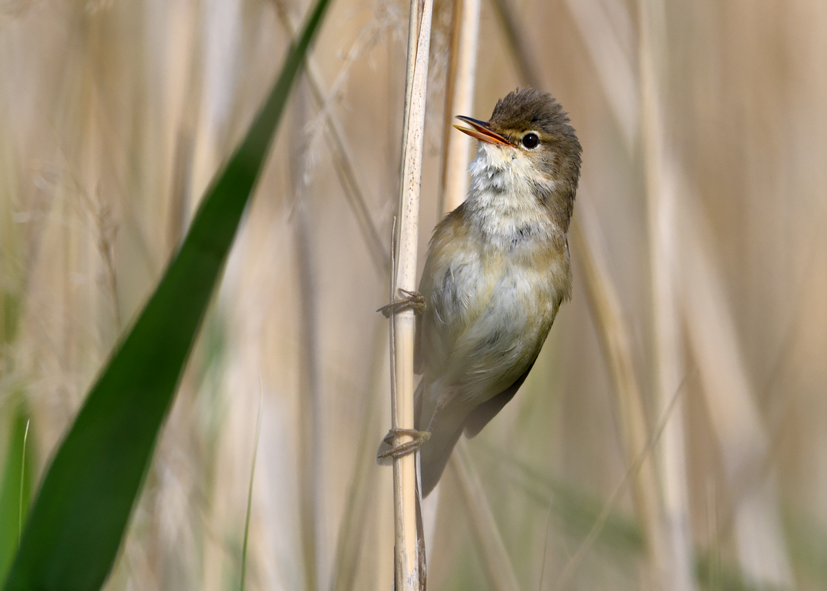 OF5_21588.jpg