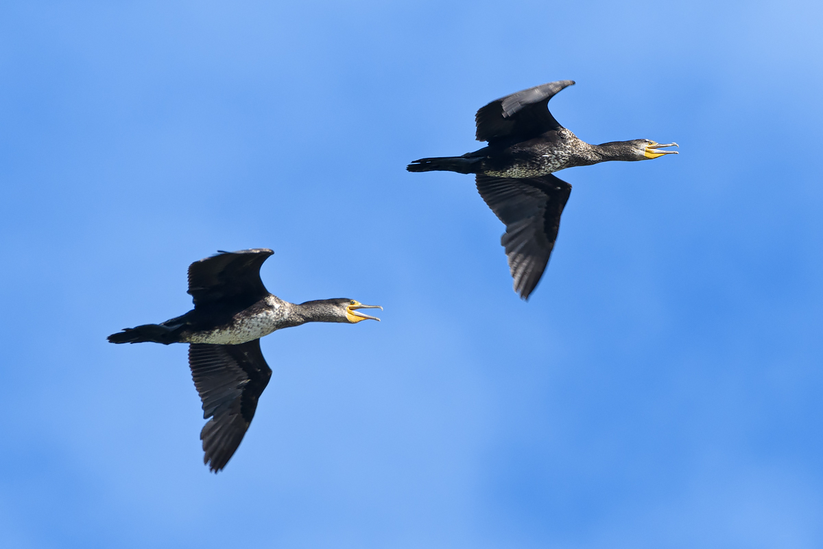 OF5_21647.jpg