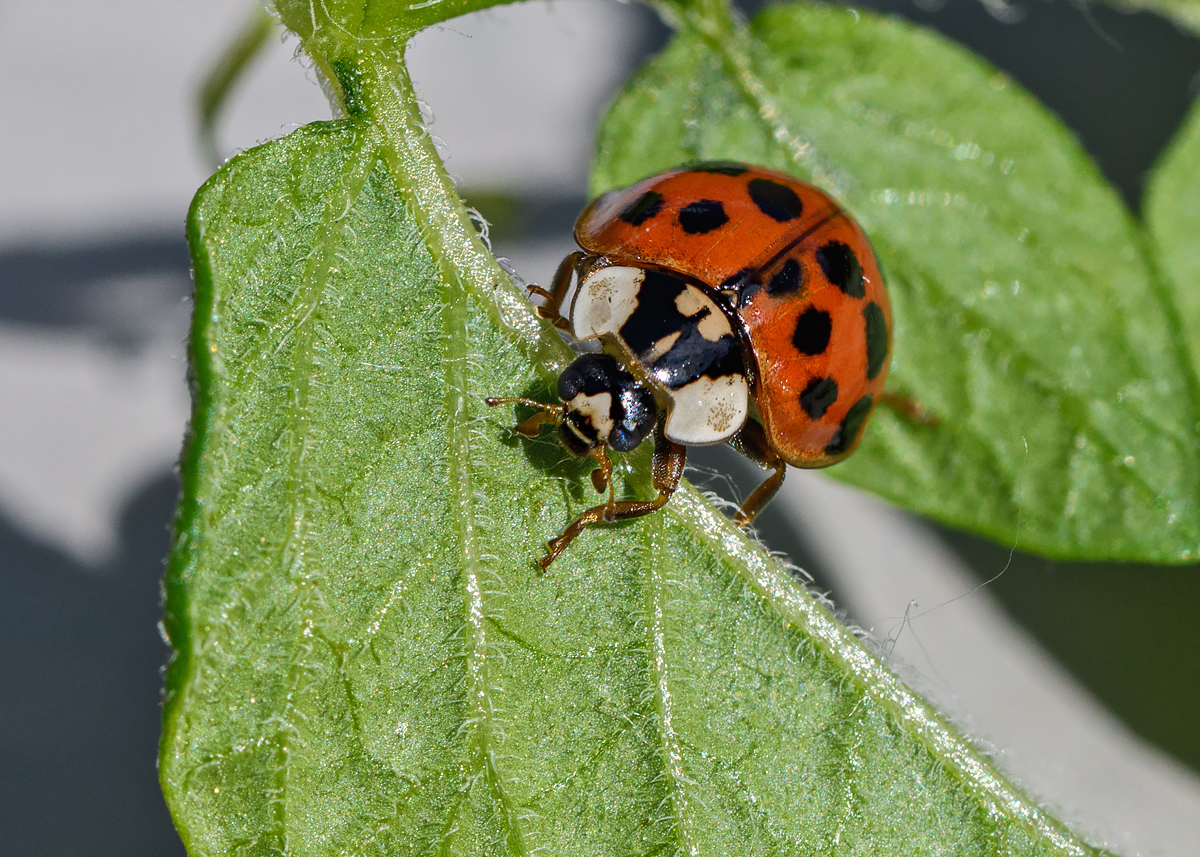 OF5_22051.jpg