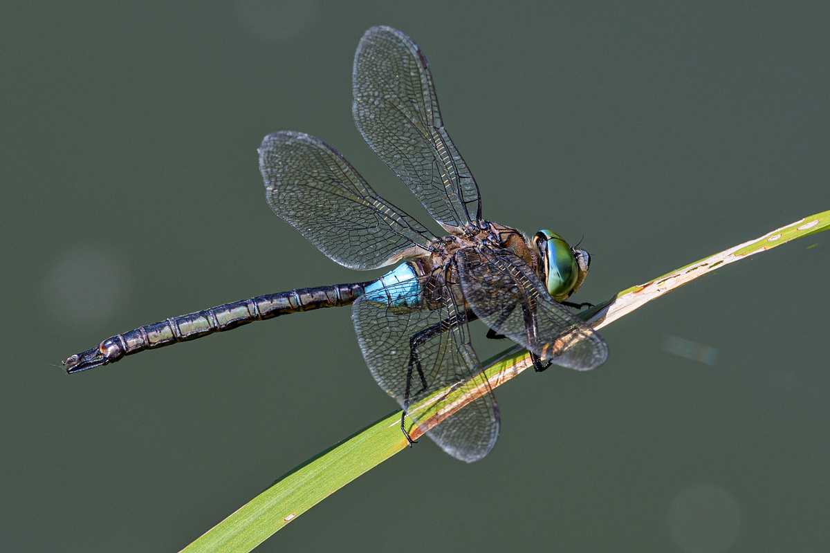OF5_22976.jpg