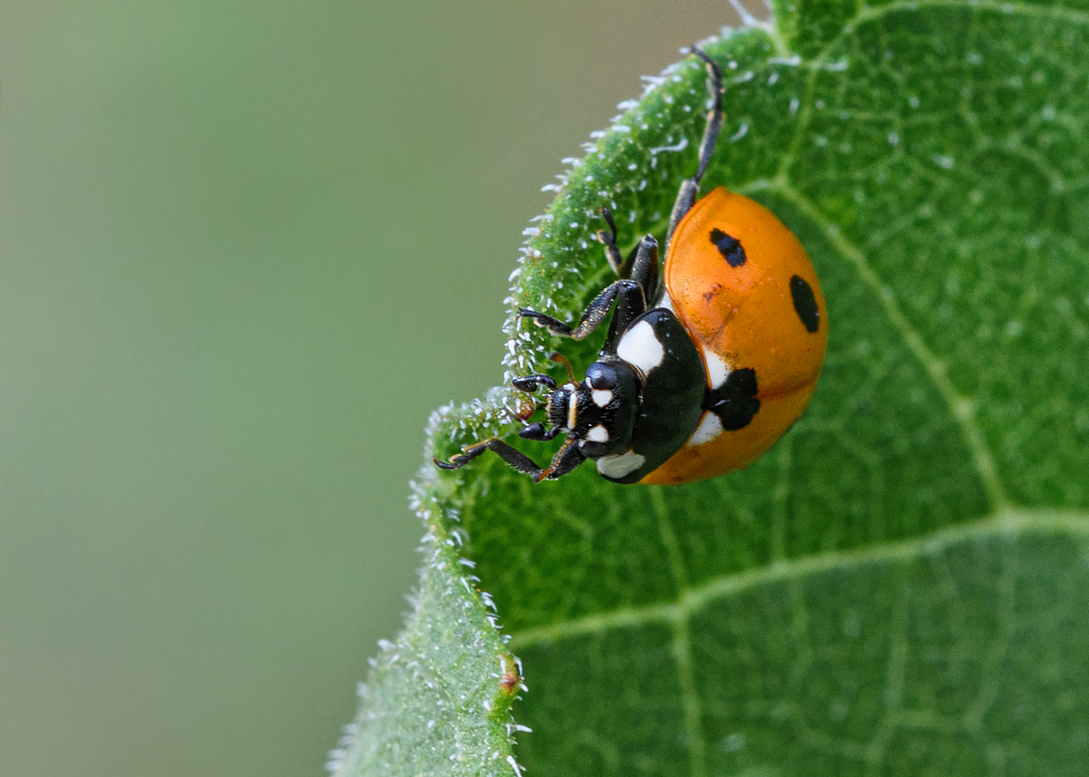 OF5_23129.jpg